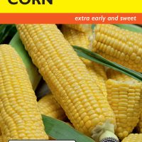 Corn Sweet Early Sunglow