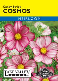 Cosmos Candy Stripe