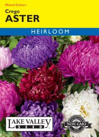 Aster Crego Mixed Colors