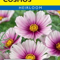 Cosmos Daydream - Item #110