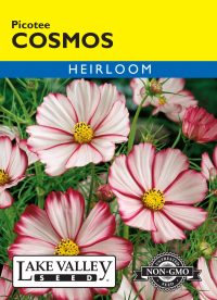Cosmos Picotee - Item #111
