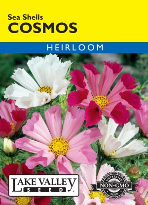 Cosmos Sea Shells