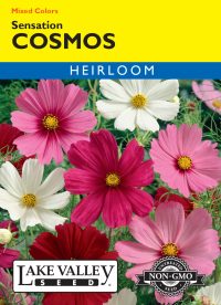 Cosmos Sensation Mixed Colors