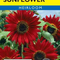 Sunflower Red Sun