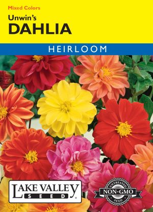 Dahlia Unwin's Mixed Colors
