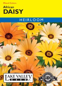 Daisy African Mixed Colors