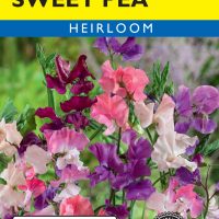 Sweet Pea Old Spice Bicolor
