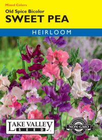 Sweet Pea Old Spice Bicolor