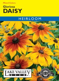 Daisy Gloriosa Mixed Colors