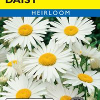 Daisy Shasta Alaska