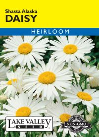 Daisy Shasta Alaska