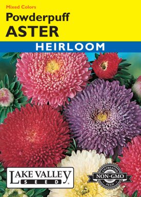Aster Powderpuff Mixed Colors
