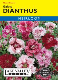 Dianthus Gaiety Mixed Colors