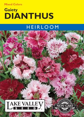 Dianthus Gaiety Mixed Colors
