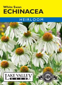 Echinacea White Swan