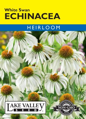 Echinacea White Swan