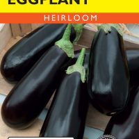 Eggplant Black Beauty