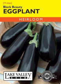 Eggplant Black Beauty