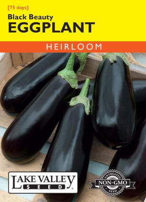 Eggplant Black Beauty