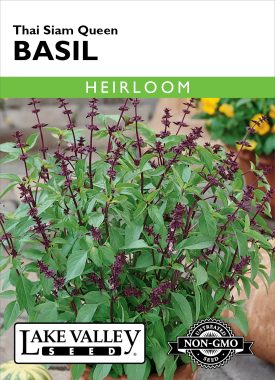 Basil Thai Siam Queen - Item #1443