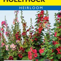 Hollyhock Indian Spring Mixed Colors