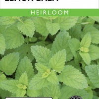 Lemon Balm Common