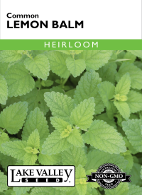 Lemon Balm Common