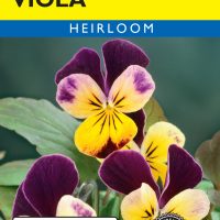 Viola Johnny Jump-Up