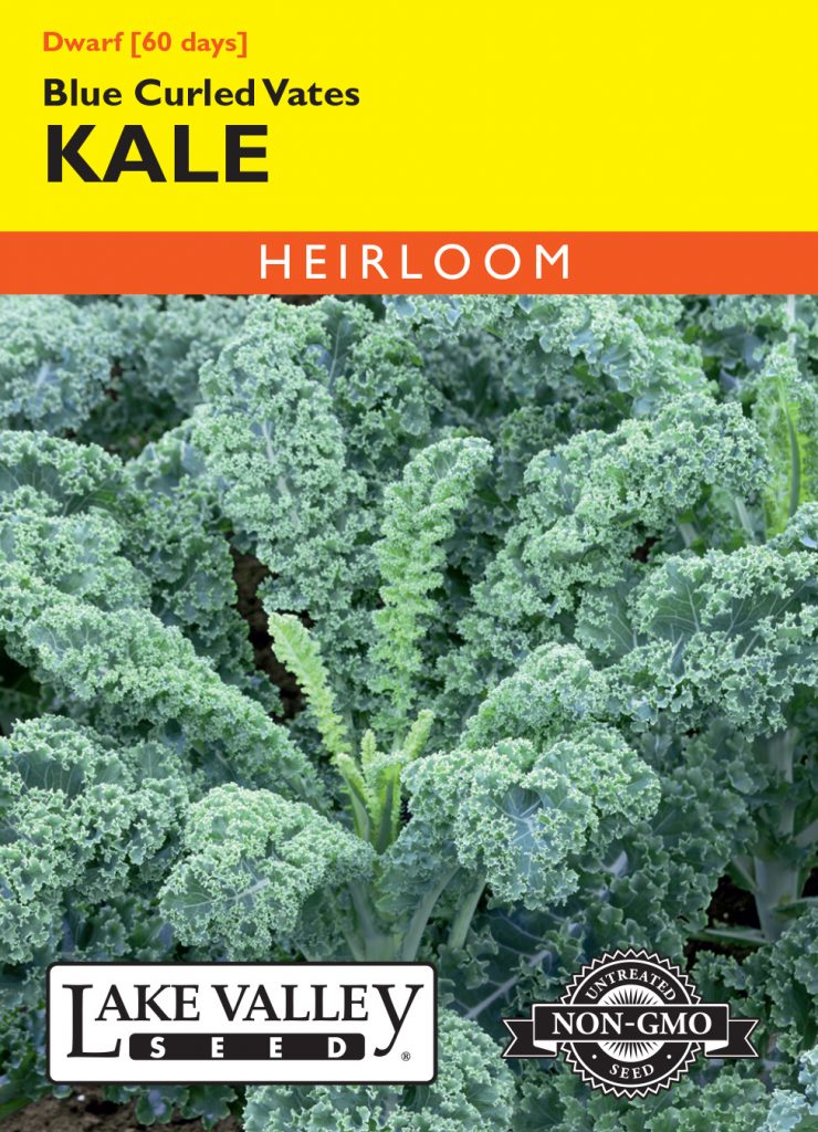 Kale Dwarf Blue Curled Vates Item 162 Lake Valley Seed