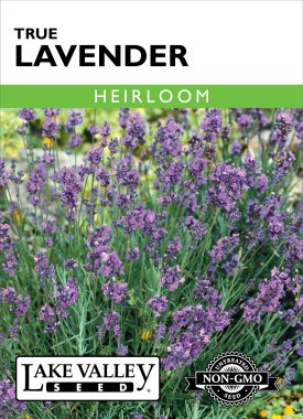 Lavender True - Item #167