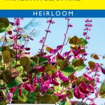 Hyacinth Bean Vine