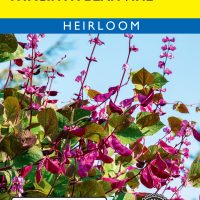 Hyacinth Bean Vine