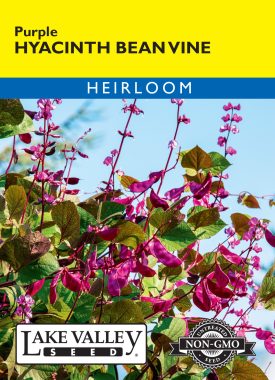 Hyacinth Bean Vine