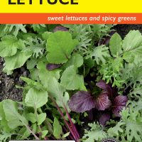 Lettuce Spicy Salad Mix