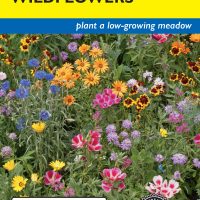 Wildflowers Dwarf Mix