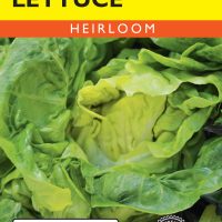Lettuce Bibb - Item #170
