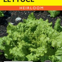 Lettuce Black Seeded Simpson