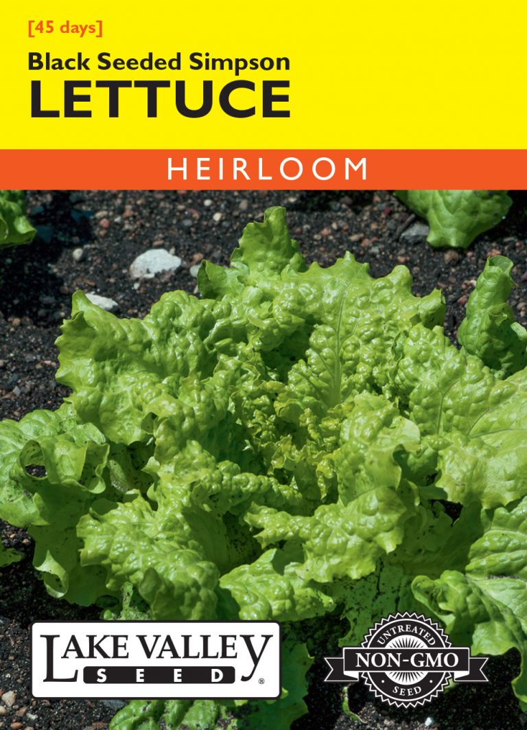 Lettuce Black Seeded Simpson Item 171 Lake Valley Seed