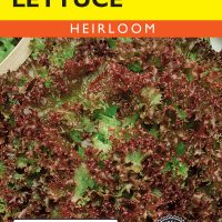 Lettuce Lollo Rossa