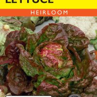 Lettuce Marvel of Four Seasons