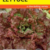 Lettuce Red Sails