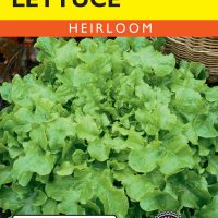 Lettuce Salad Bowl Green