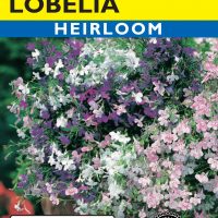 Lobelia Fountain Mixed Colors