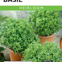 Basil Fino Verde
