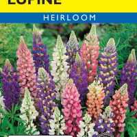 Lupine Russell Mixed Colors