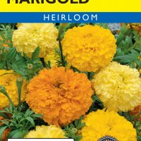 Marigold Crackerjack Mixed Colors