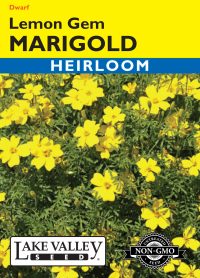 Marigold Lemon Gem