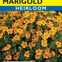 Marigold Tangerine Gem