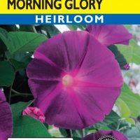 Morning Glory Grandpa Ott