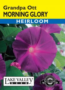 Morning Glory Grandpa Ott – Item #1893